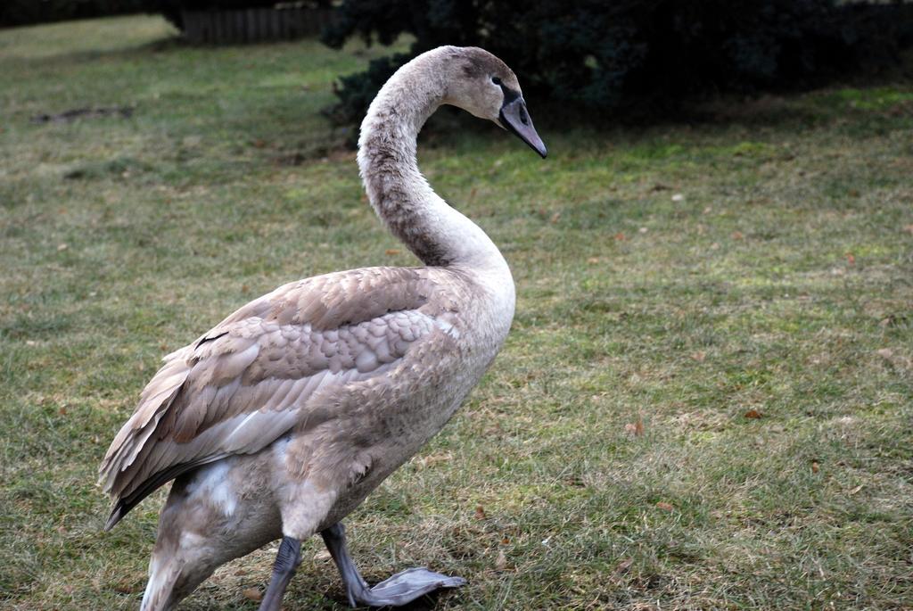 Natura Apartamenty Swaderki Eksteriør billede